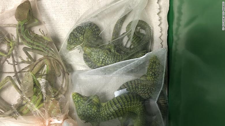 California Man Charged With Smuggling Hundreds Of Reptiles From Mexico ...