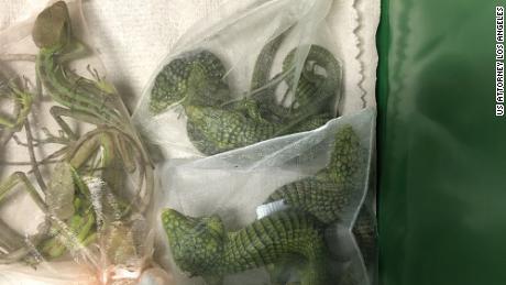 Authorities said Jose Manuel Perez smuggled approximately 60 endangered reptiles into the US, found hidden in his clothes at the San Ysidro Port of Entry in February.