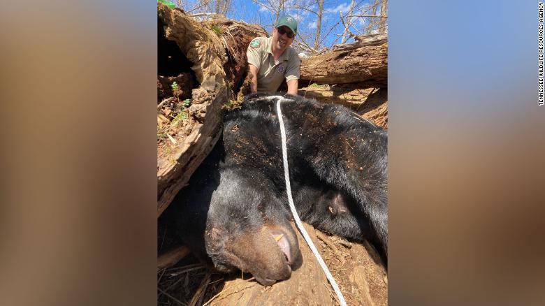 Wildlife officials catch 500-pound bear roaming near a Tennessee university