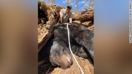 The Tennessee Wildlife Resources Agency captured a 500-pound black bear in Greeneville, Tennessee.