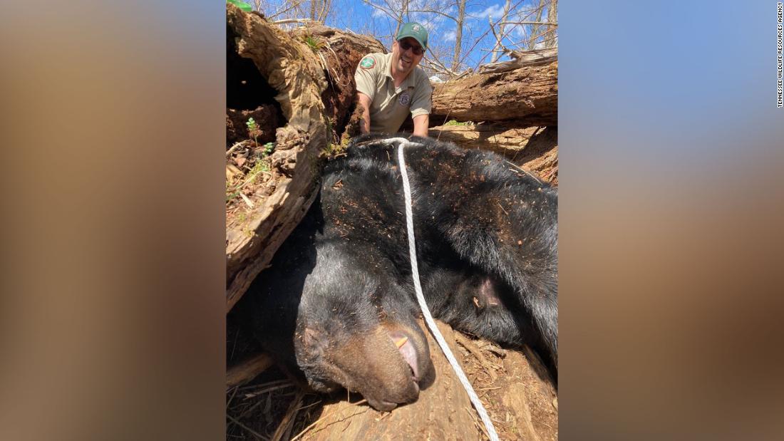 Wildlife officials catch 500-pound bear roaming near a Tennessee university