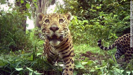 A jaguar roaming through the Belizean jungle, trapped in the camera trap. 