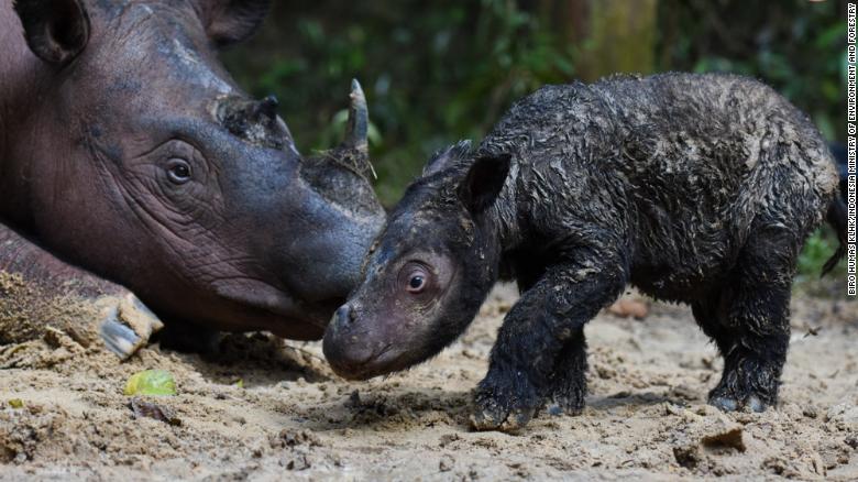 Rare Sumatran rhino born in Indonesia a ‘momentous occasion’ for survival of species