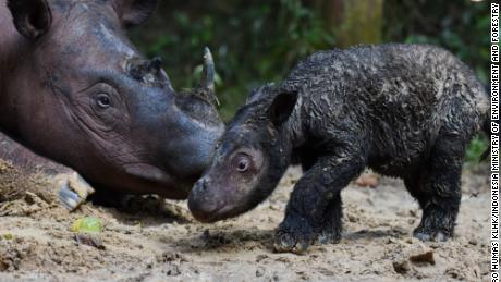 A Sumatran rhino calf born in the Way Kambas National Park, in Sumatra, Indonesia on March 28. 