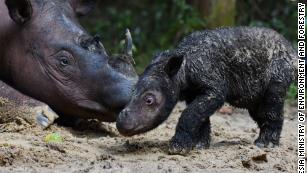 New SUMATRAN RHINO rhinoceros rhino replica wildlife plastic toy 11cm x 6cm 
