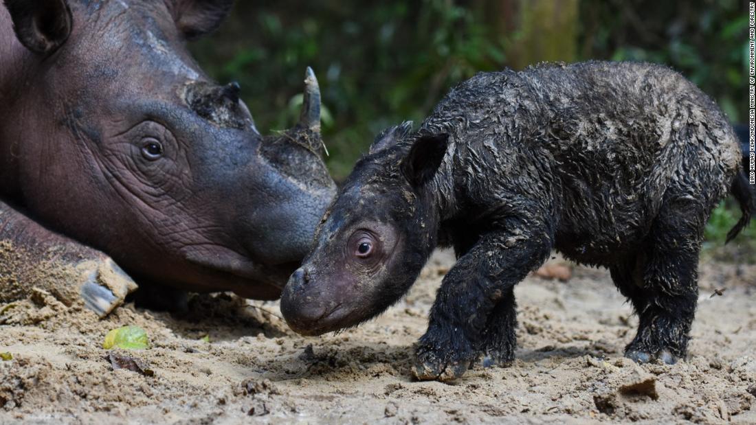 ‘Harapan baru’ bagi kelangsungan hidup spesies badak sumatera langka yang lahir di Indonesia