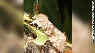 These spiders 'catapult' themselves to avoid getting eaten after