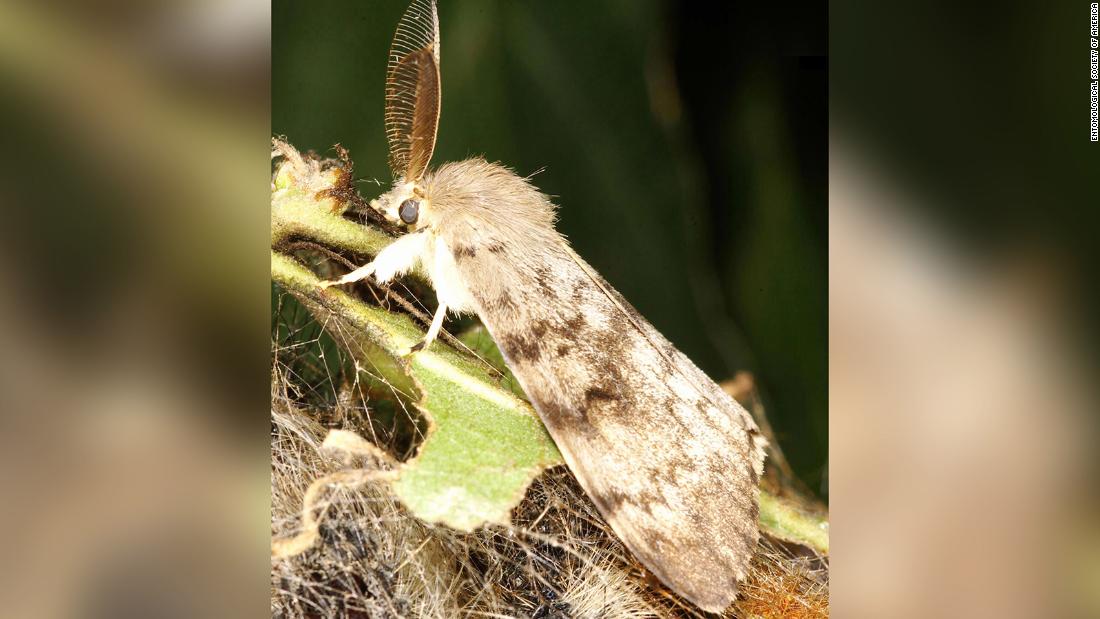 Previously known as &quot;gypsy moth,&quot; the species Lymantria dispar is now  &quot;spongy moth,&quot; according to the Entomological Society of America. The &lt;a href=&quot;https://cnn.com/2022/03/04/world/gypsy-moth-spongy-moth-name-change-scn/index.html&quot; target=&quot;_blank&quot;&gt;moth&#39;s new name&lt;/a&gt; was chosen from more than 200 nominations evaluated by a group of more than 50 scientists convened by the society. The word &quot;gypsy&quot; is an ethnic slur offensive to the Romani people.