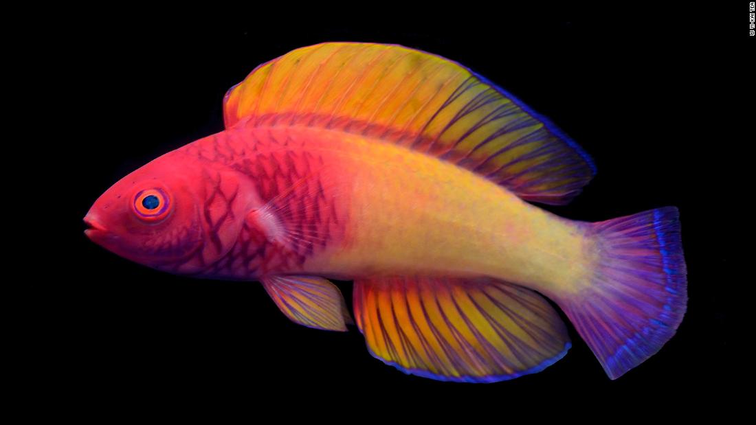 Say hello to the rose-veiled fairy wrasse, &lt;a href=&quot;https://cnn.com/2022/03/10/world/rose-fairy-wrasse-rainbow-fish-scn/index.html&quot; target=&quot;_blank&quot;&gt;a colorful species new to science&lt;/a&gt; and the first fish to be described by a Maldivian scientist, Ahmed Najeeb. Cirrhilabrus finifenmaa was found living at ocean depths of 131 to 229 feet (40 to 70 meters). The name honors the fish&#39;s stunning pink hues, and the pink rose, the national flower of the Maldives. &quot;Finifenmaa&quot; means &quot;rose&quot; in the local Dhivehi language.&lt;br /&gt;