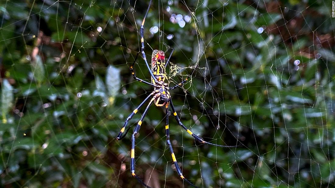 The Jorō spider, a large arachnid native to southeastern Asia, can grow to about the size of your palm or larger. Trichonephila clavata spread to the southeastern United States nearly a decade ago and now &lt;a href=&quot;https://cnn.com/2022/03/08/us/venomous-joro-spider-spread-scn/index.html&quot; target=&quot;_blank&quot;&gt;could soon spread into the US Northeast&lt;/a&gt;.