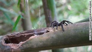 Gotta bounce: Some spiders catapult away after sex to avoid death