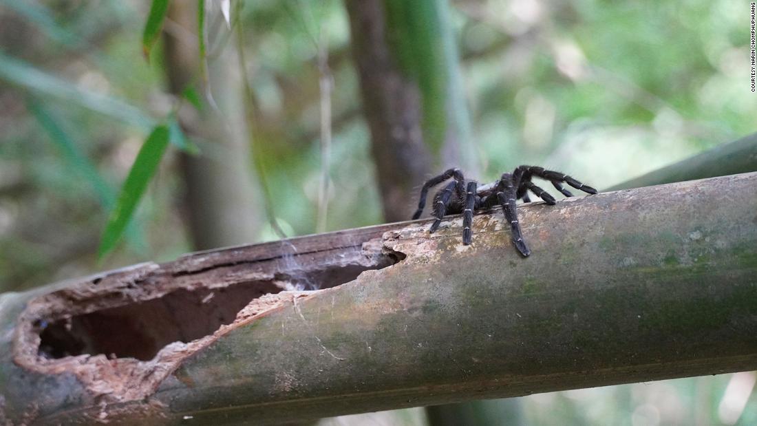 Taksinus bambus, &lt;a href=&quot;https://cnn.com/2022/01/19/asia/tarantula-new-species-bamboo-scn/index.html&quot; target=&quot;_blank&quot;&gt;a newly discovered species of tarantula&lt;/a&gt;, was found by Thai YouTube star JoCho Sippawat in Tak province, northwestern Thailand. The spider is the first known tarantula to only dwell in bamboo stalks.