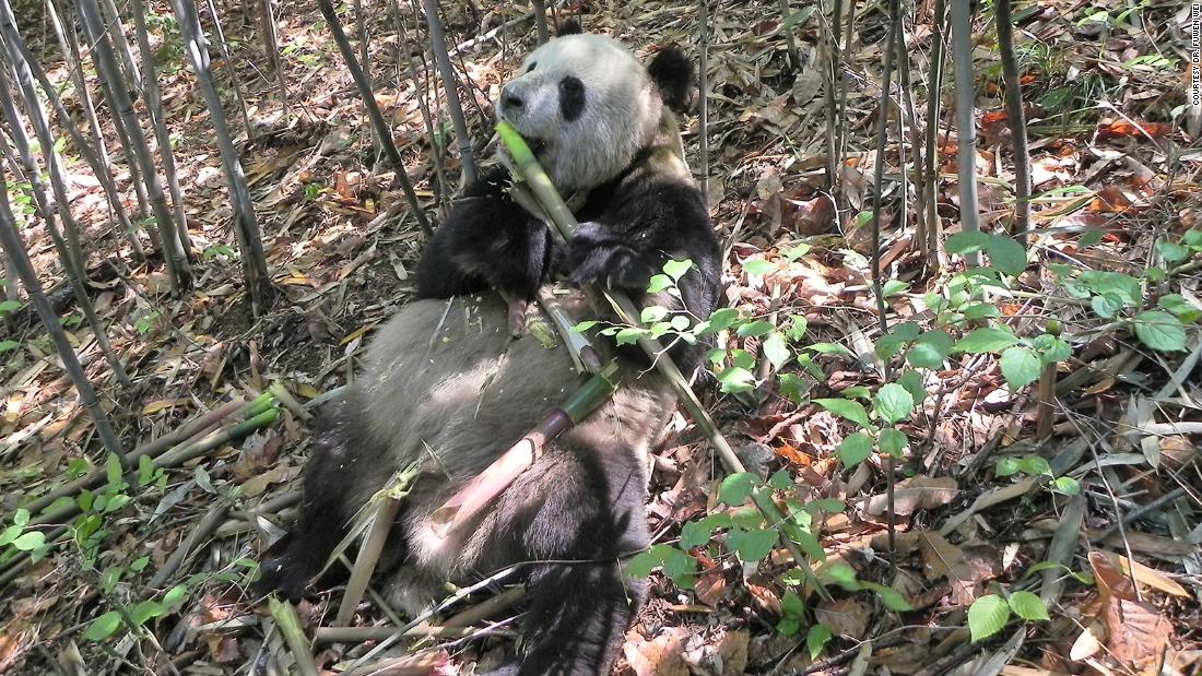 Pandas are famously picky eaters. They only consume bamboo -- a poor-quality diet low in fat. But the creatures appear to have evolved to get the most out of what they do eat. &lt;a href=&quot;https://cnn.com/2022/01/18/asia/panda-chubby-gut-bacteria-scn/index.html&quot; target=&quot;_blank&quot;&gt; According to a study&lt;/a&gt; published in January 2022, their gut bacteria changes when bamboo is at its most nutritious -- while it&#39;s sprouting protein-rich green shoots. A wild panda named &quot;Happiness,&quot; who was part of the study, is pictured here in Foping Nature Reserve, Shaanxi province, China, in 2013. 