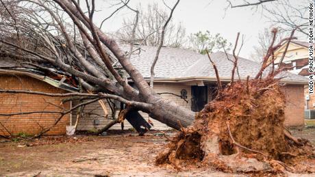 A large tree was uprooted and fell onto a house in Springdale on March 30.