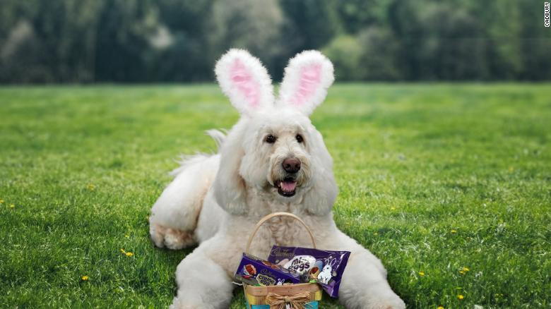 An Ohio therapy dog is this year’s Cadbury Bunny