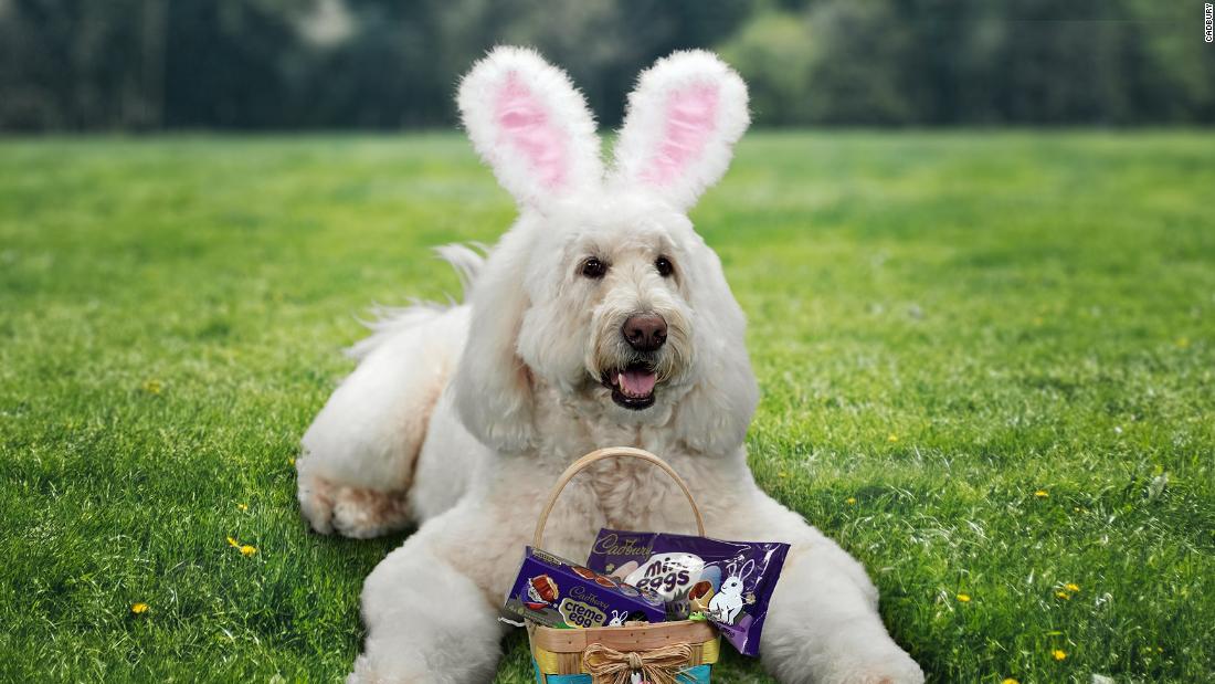 An Ohio therapy dog is this year's Cadbury Bunny