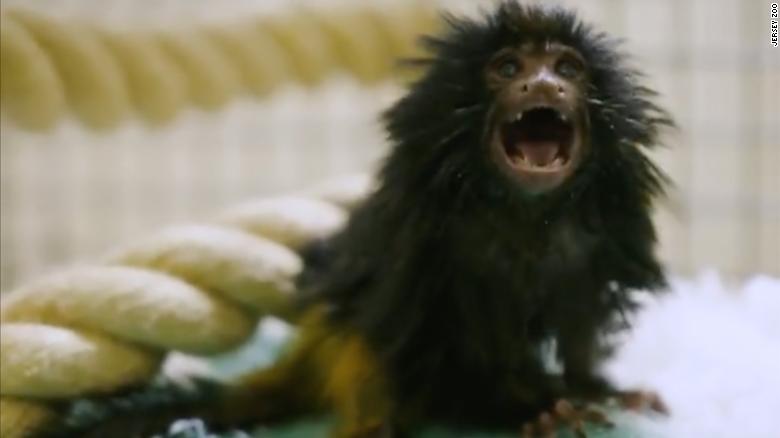 Jersey Zoo welcomes birth of endangered black lion tamarin