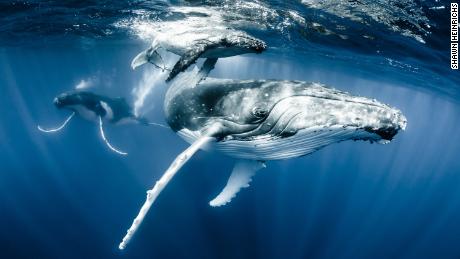 A humpback whale and its calf off Tonga is Heinrich&#39;s favorite image from his own work. 