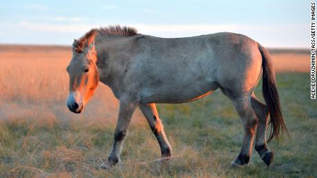 Przewalski&#39;s horse, native to central Asia, is a species that has been helped by the Frozen Zoo.
