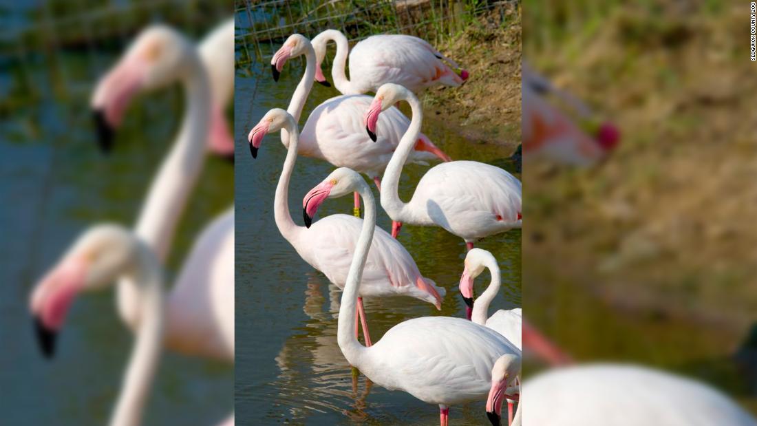 Pink Floyd, a fugitive flamingo on the run for 17 years, has been spotted in Texas