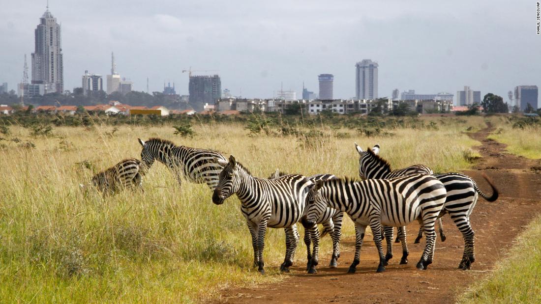 Nairobi, the Kenyan capital, also known as &quot;the Green City in the Sun,&quot; is 34% spongy and ranked second out of the seven cities. Nairobi National Park (pictured) and other large grasslands can be found next to the city&#39;s built-up areas. According to Thomas Sagris, Arup&#39;s global water research lead, grasslands are better at absorbing rainwater than trees because they soak up water immediately.