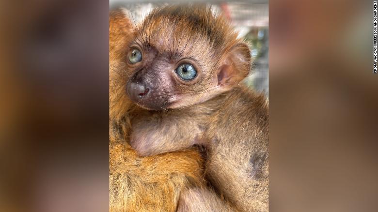 Florida zoo celebrates the birth of a critically endangered lemur