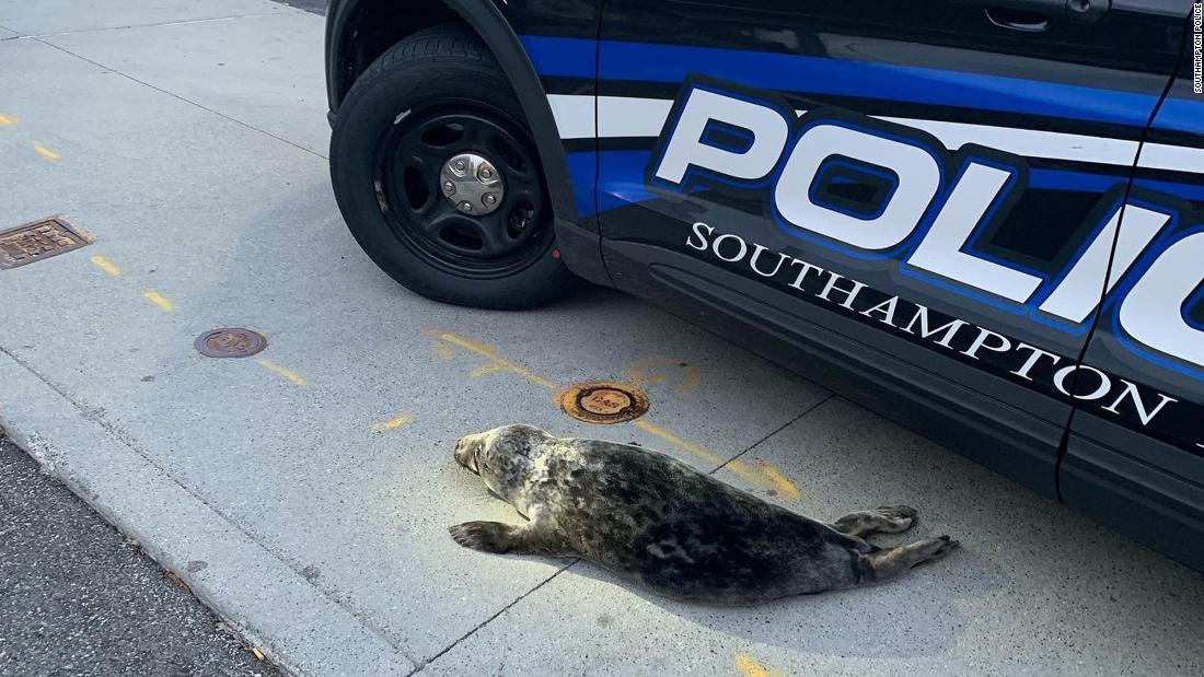 Baby seal rescued after it was found wandering the streets of Long Island