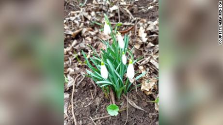 A photo Renska's parents sent her just after she left Ukraine, showing the first spring flower breaking through the snow near her home.  