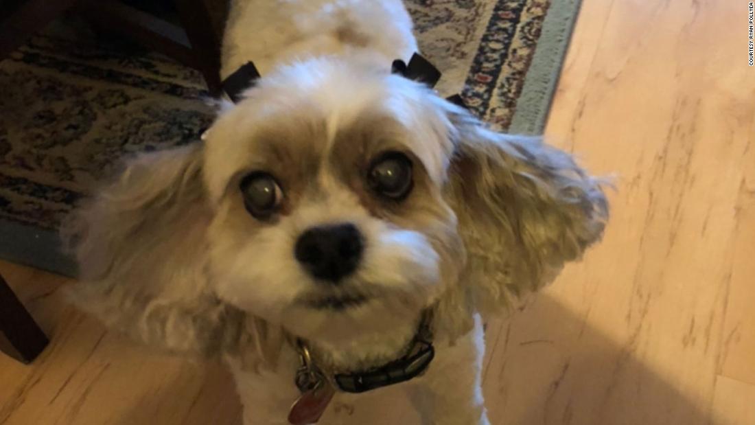 Molly, a cockapoo mix, is using her facial muscles to look like humans do when they are sad, &quot;making (dogs) irresistible and resulting in a nurturing response from humans,&quot; said Madisen Omstead, laboratory manager for the Rangos School of Health Sciences department of physical therapy.