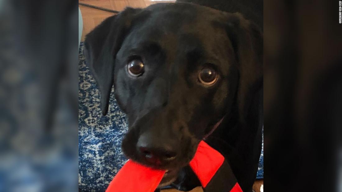 Dogs like Daisy, a black Labrador mix, have &quot;fast-twitch&quot; facial muscles that today&#39;s wolves don&#39;t have. Those muscles allow dogs to quickly respond to us in ways that mimic an infant&#39;s face, boosting the release of oxytocin, the &quot;love&quot; hormone.