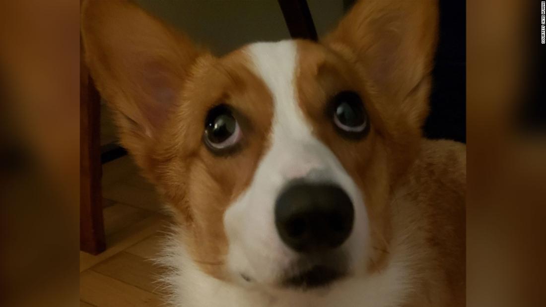 Eevee, a corgi who always begs for food, is using a muscle that wolves don&#39;t have to raise an inner &quot;eyebrow.&quot; That allows her to show the whites of her eyes, making her more expressive (and successful in tugging at humans&#39; heartstrings).