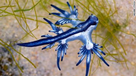 Glaucus atlanticus, or &quot;blue dragon,&quot; washed ashore on Mustang Island, Texas. 