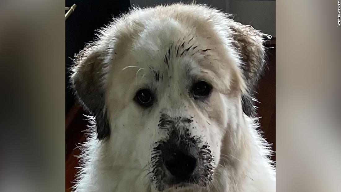&quot;Sweet Dora the Giant Puppy,&quot; as her mom calls her, is a 1-year-old Great Pyrenees who enjoys playing in the mud and begging for cheese.