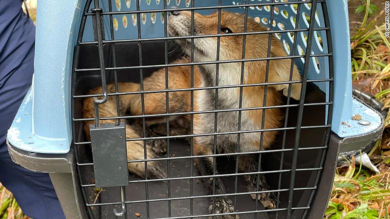 Capitol Police say animal control has captured a fox after 6 people bitten or nipped