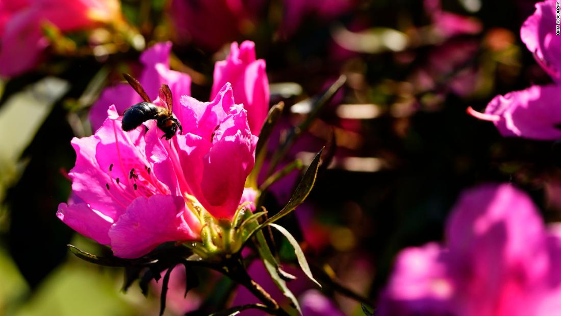 An insect lands on one of Augusta National&#39;s famous azaleas on Monday.