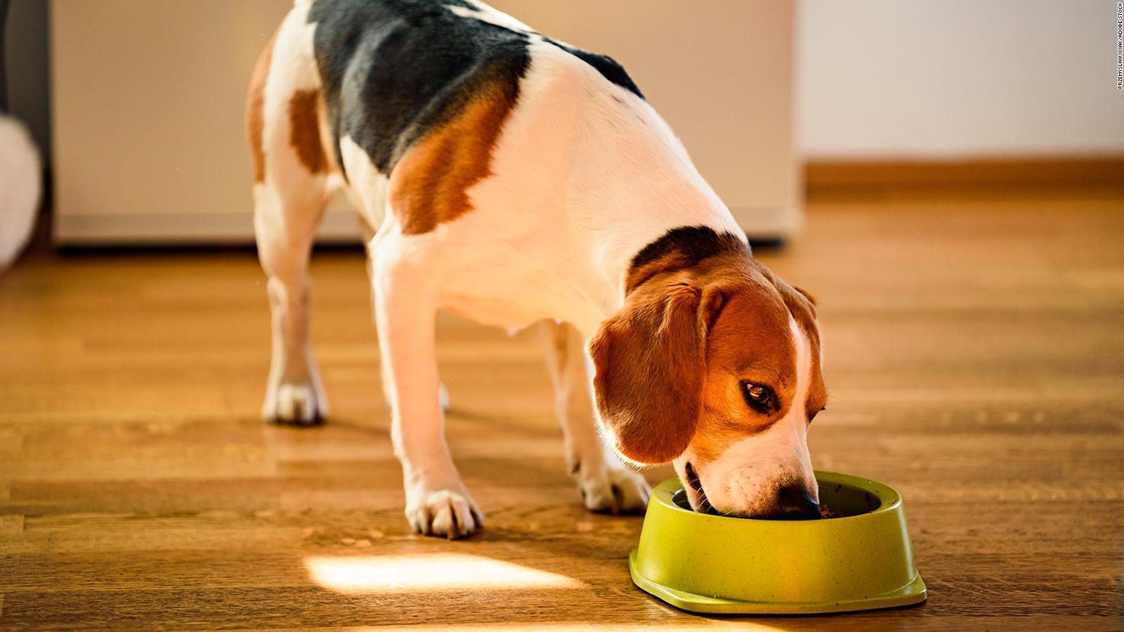 how-to-protect-pets-bowls-from-bacterial-contaminants-cnn