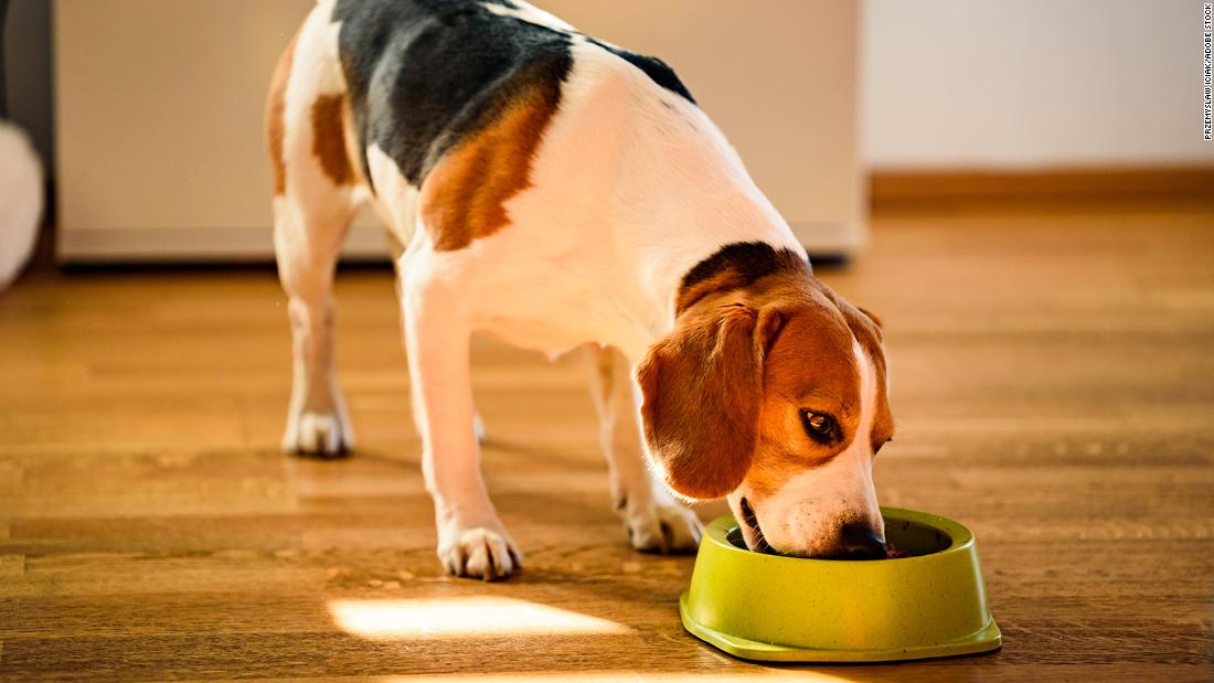 Dog eating hot sale bowl