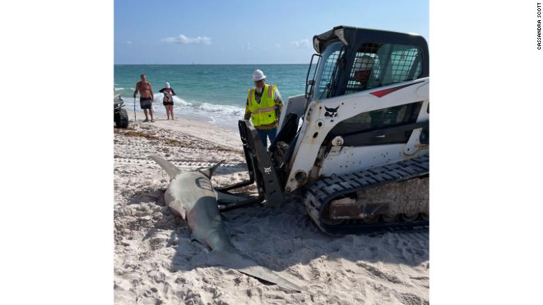 11-foot hammerhead shark washes up on Florida beach