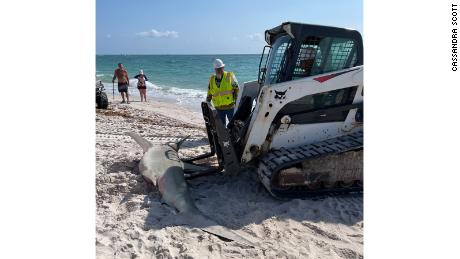 An 11-foot hammerhead shark washes off the coast of Florida.