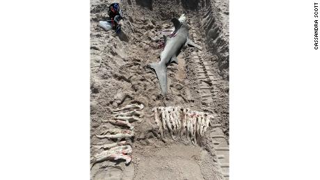 11ft hammerhead shark washes up on Florida beach