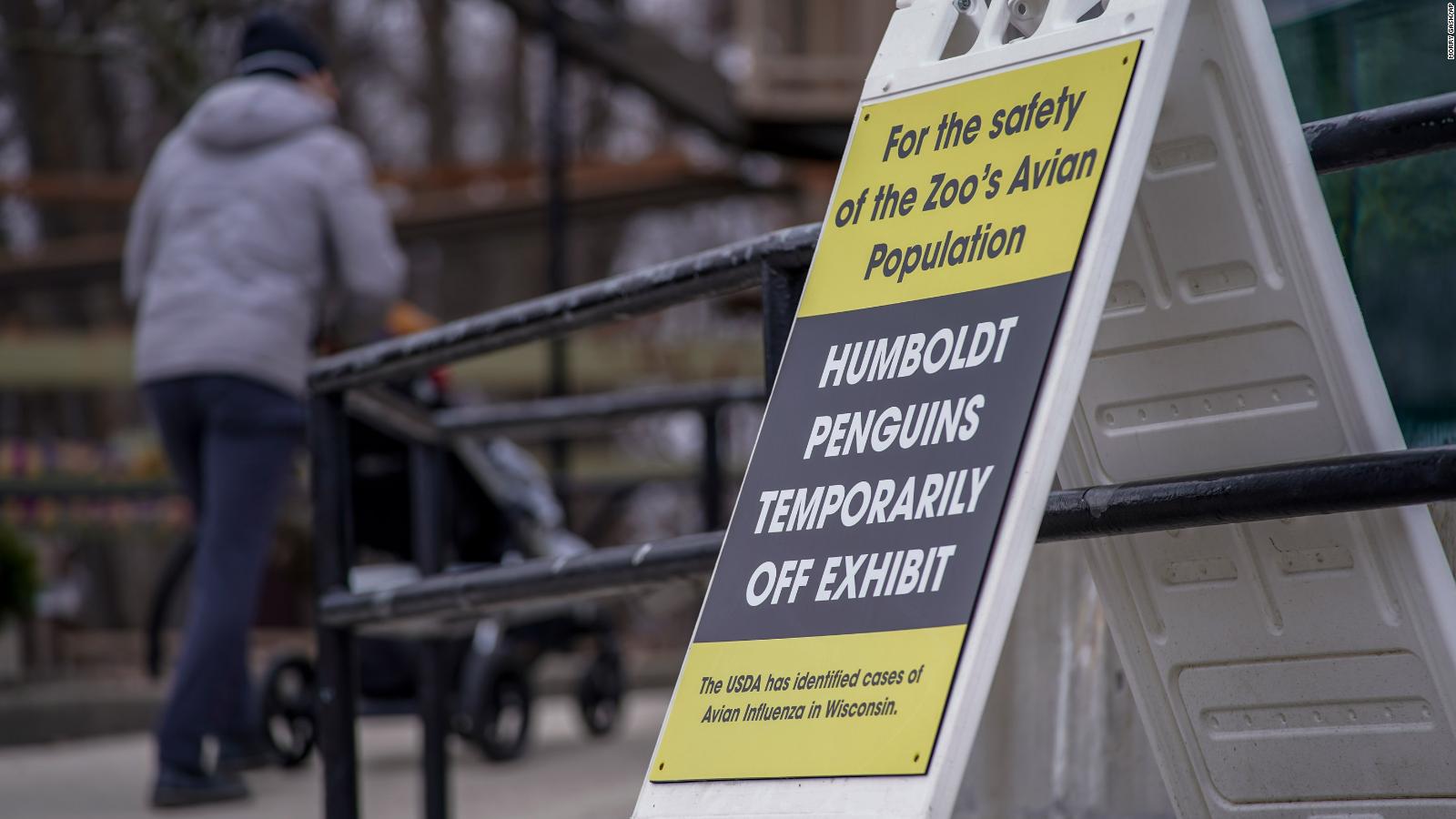 Human Bird Flu Case: CDC Confirms Case Of Bird Flu In Colorado Man But ...