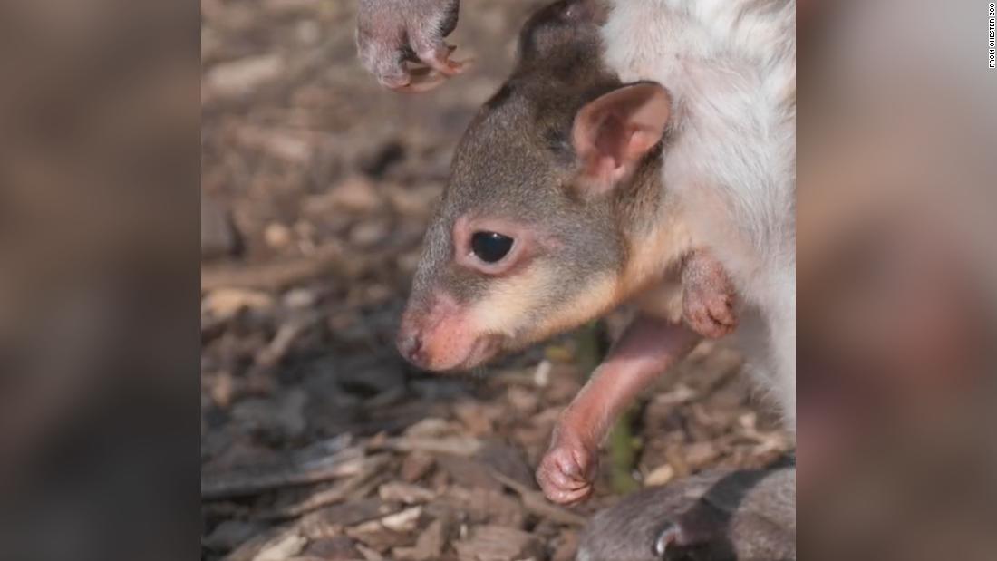 Adorable baby pademelon born at Chester Zoo