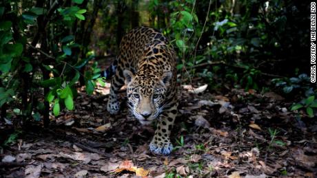 Jaguars in Belize need this forest corridor to survive