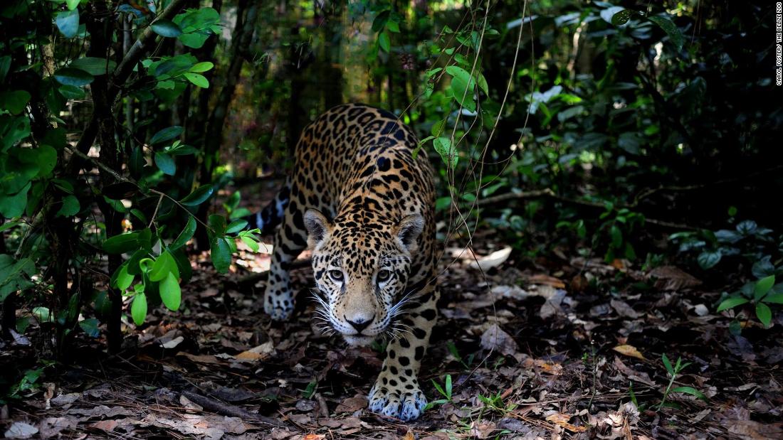 Jaguars in Belize need this forest corridor to survive – CNN Video