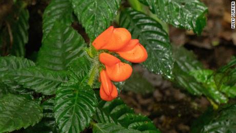 A fiery orange wildflower thought to be extinct for 36 years has been rediscovered