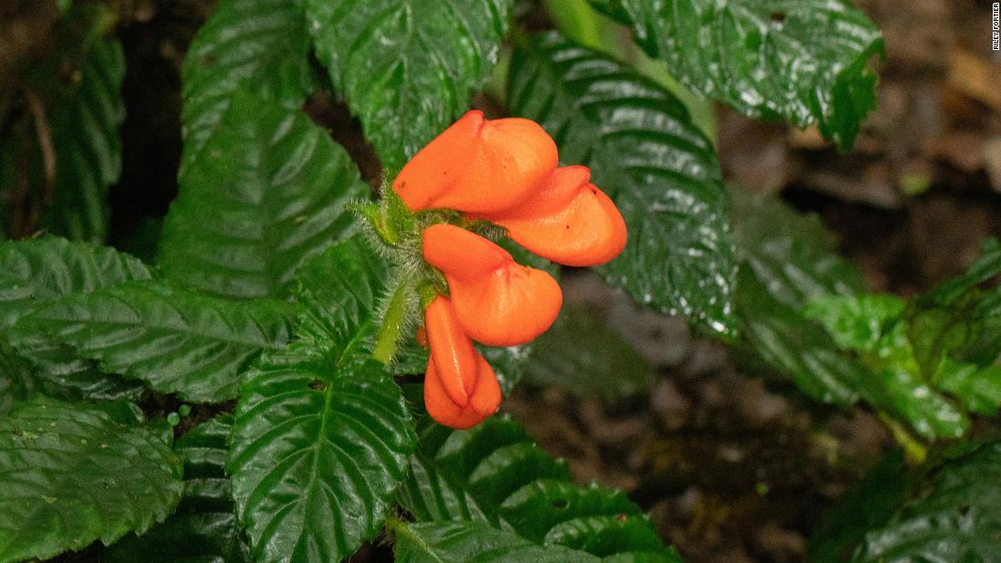 A blazing orange wildflower thought to be extinct for 36 years was rediscovered