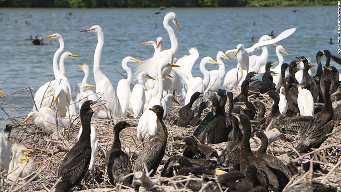 Influenza aviaria: più di 200 uccelli sospettati di essere morti di influenza aviaria in una riserva forestale di Chicago
