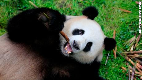 In October 2021, China officially announced the opening of its Giant Panda National Park — a protected area spanning three provinces and nearly 10,500 square miles. The park will protect more than 1,600 [CHECK] pandas living across the region, the largest wild population in the world. But it&#39;s not just giant pandas that will be protected by the park. Check out the other animals gaining protection from the new park. 