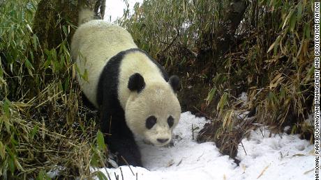 Korumacılar, akıllı teknolojinin vahşi pandaların sayısı hakkında daha doğru bir fikir vereceğini umuyor.