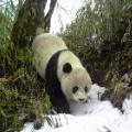 02 giant panda call to earth